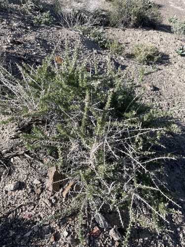 Image of Tetradymia spinosa by (c) Matt Berger, some rights reserved (CC BY)