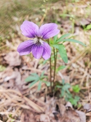 Viola brittoniana