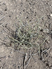 Chaetadelpha wheeleri