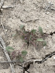 Phacelia gymnoclada