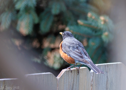 American Robin photographed in Nebraska