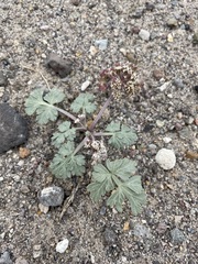 Cymopterus corrugatus