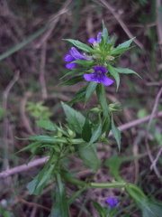 Stemodia tetragona