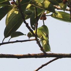 Chloropsis cyanopogon