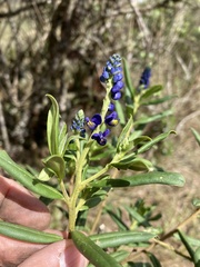 Monnina salicifolia