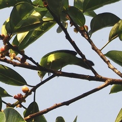 Chloropsis cyanopogon