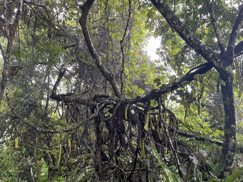 Mucuna macrocarpa iNat (3)