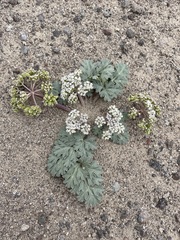 Cymopterus corrugatus