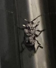 Leptostylus asperatus