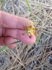 Fritillaria atropurpurea