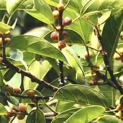 Chloropsis cyanopogon