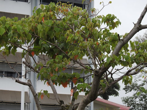 Image of Croton draco by (c) Michelle Monge-Velazquez, some rights reserved (CC BY)