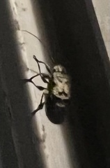 Leptostylus asperatus