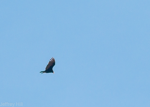 Turkey Vulture photographed in Nebraska