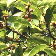 Chloropsis cyanopogon