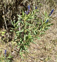 Monnina salicifolia