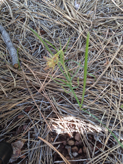 Fritillaria atropurpurea