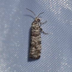 Retinia gemistrigulana