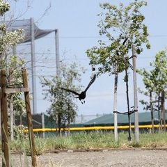 Corvus brachyrhynchos