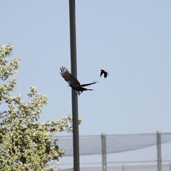 Corvus brachyrhynchos