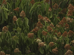 Ehretia latifolia