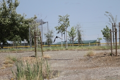 Corvus brachyrhynchos