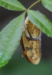 Dryas iulia