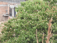 Ehretia latifolia