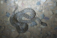 Hypsiglena chlorophaea