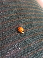 Harmonia axyridis