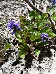 Veronica utahensis