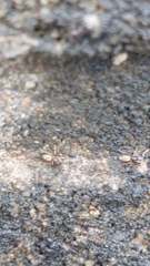 Tapinoma melanocephalum