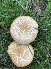 Hebeloma crustuliniforme