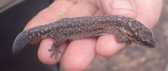 Diplodactylidae