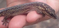 Diplodactylidae