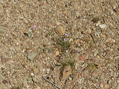 Saltugilia splendens