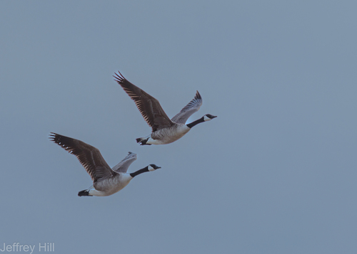 Canada Goose photographed in Nebraska