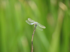 Pachydiplax longipennis