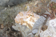 Acreichthys tomentosus