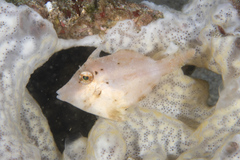 Acreichthys tomentosus