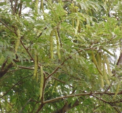 Parapiptadenia excelsa