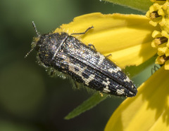 Acmaeodera connexa