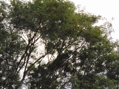 Parapiptadenia excelsa