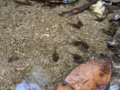 Pseudacris cadaverina