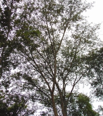 Parapiptadenia excelsa