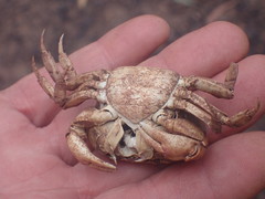 Austrothelphusa transversa