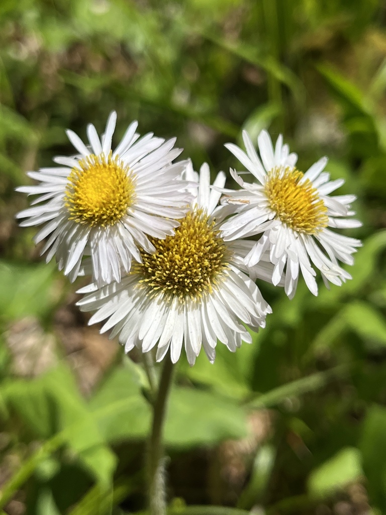 Erigeron pulchellus — a medium houseplant, prefers full sun light