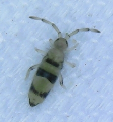 Entomobrya triangularis