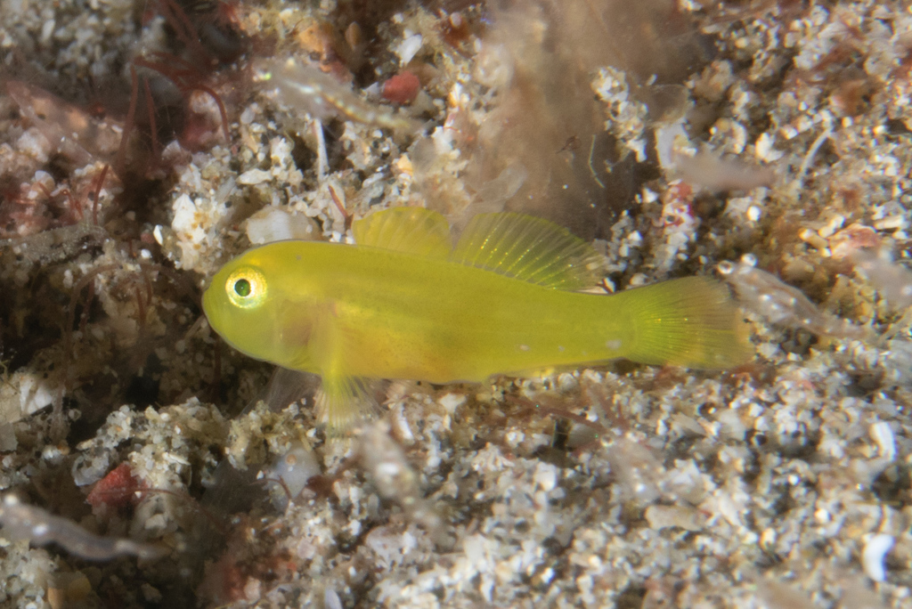 Yellow Pygmygoby