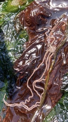 Amphiodia urtica